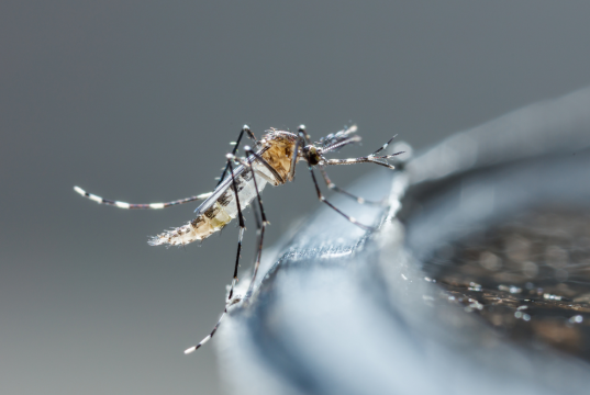 Proses penularan demam berdarah Aedes Aegypty