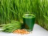 wheatgrass