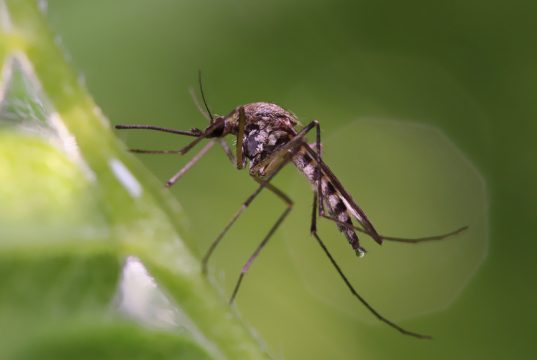 malaria 3